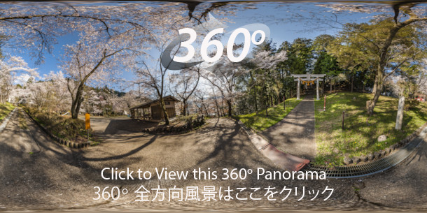 An immersive 360 degree panorama of Atago park cherry blossoms in spring