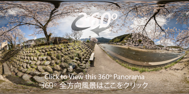 An immersive 360 dgeree panorma of the Yoshida River in spring