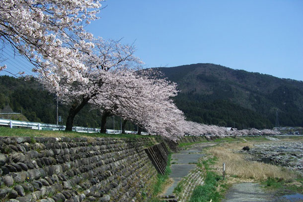 Cherry Blossoms ALong the Nagara River